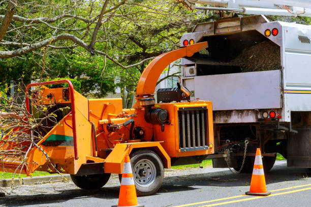 How Our Tree Care Process Works  in Lake Cassidy, WA